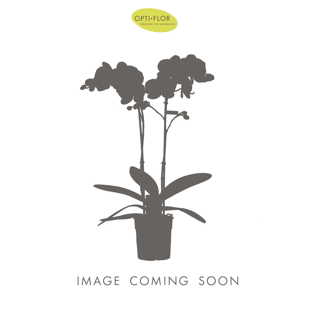 Phalaenopsis mix 35cm 9cm Pot