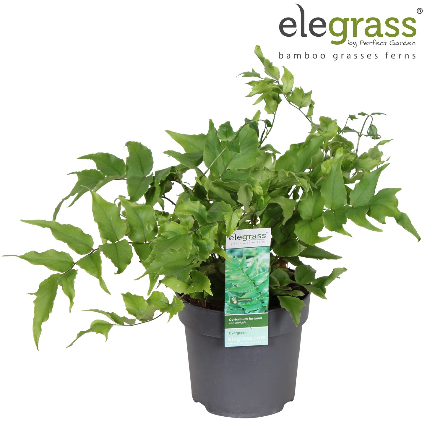 Cyrtomium Clivicola 45cm 14cm Pot