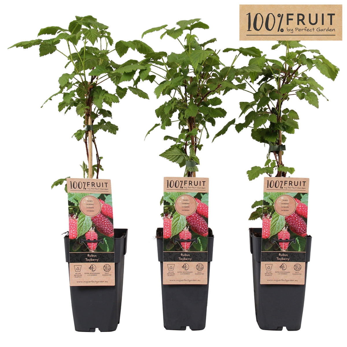 Rubus Tayberry (Raspberry x Blackberry hybrid) 65cm 15cm Pot