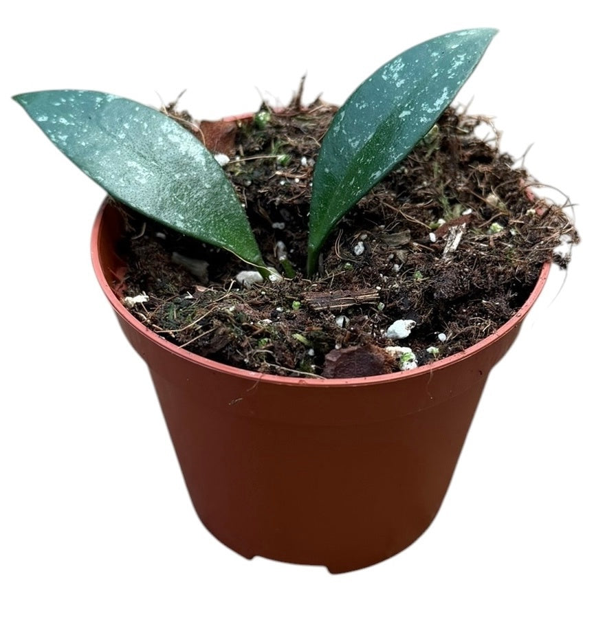 Hoya australis 10cm 8cm Pot