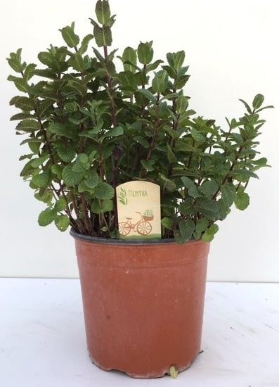 Mentha spicata (Mint) 40cm 18cm Pot