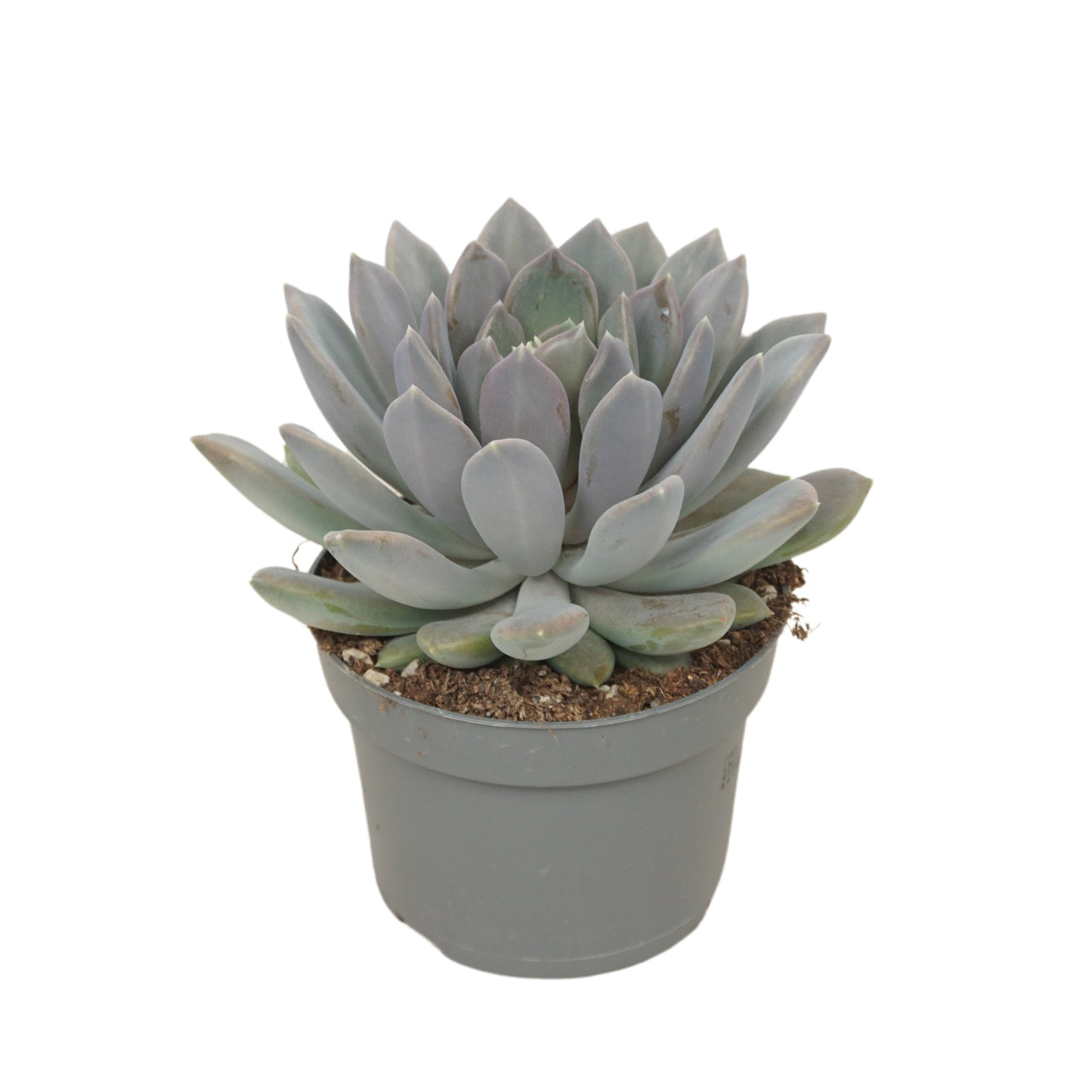 Pachyphytum Draco 15cm 13cm Pot