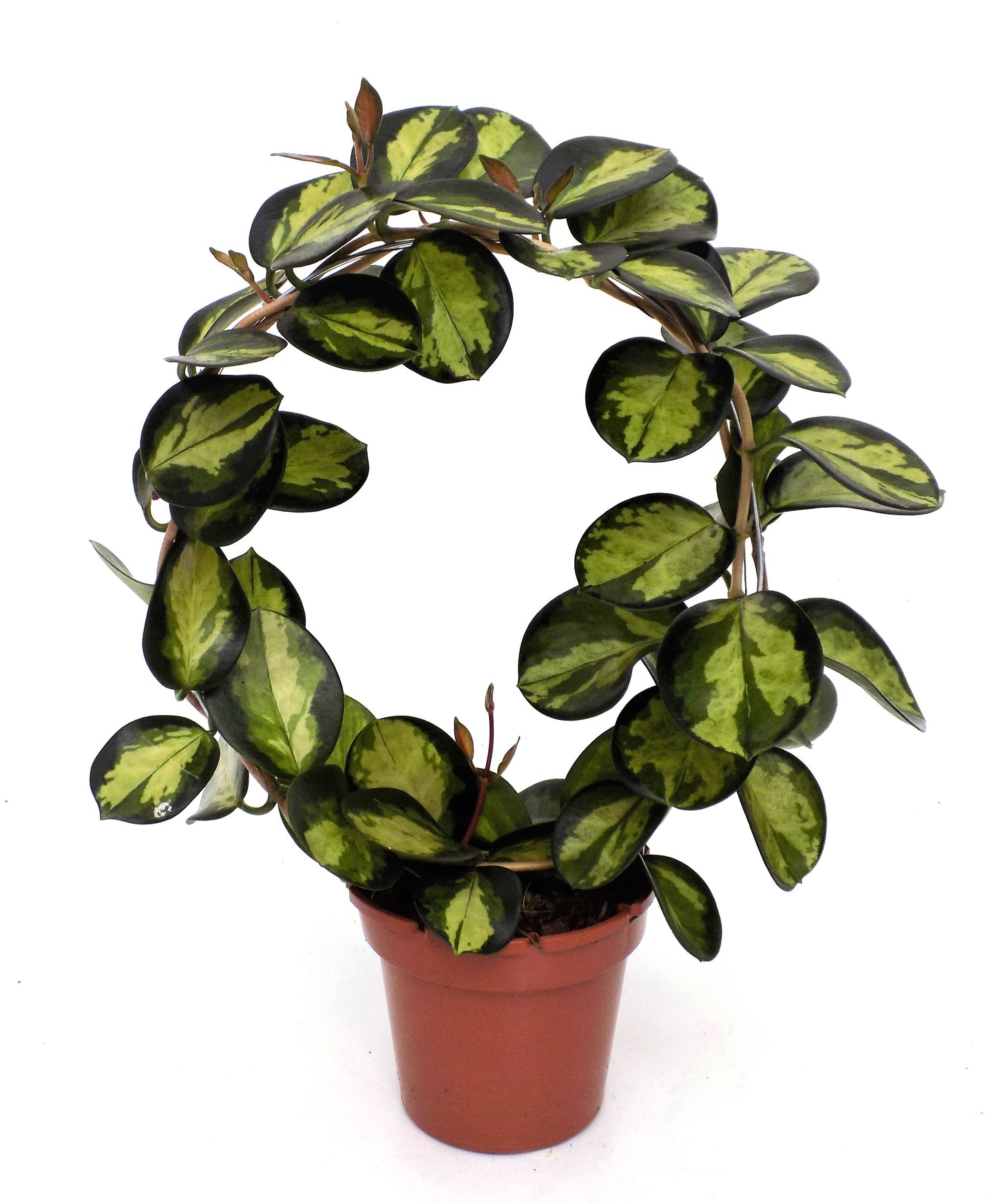 Hoya Lisa 45cm 12cm Pot