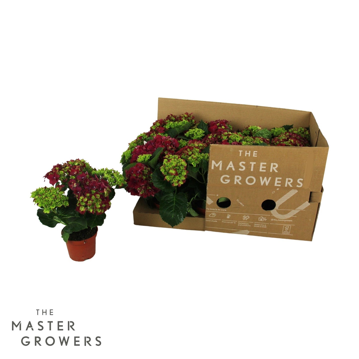 Hydrangea macr. Speedy Red 22cm 10cm Pot