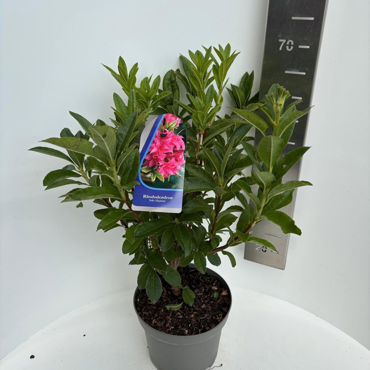 Rhododendron Knaphill Jolie Madame 65cm 23cm Pot