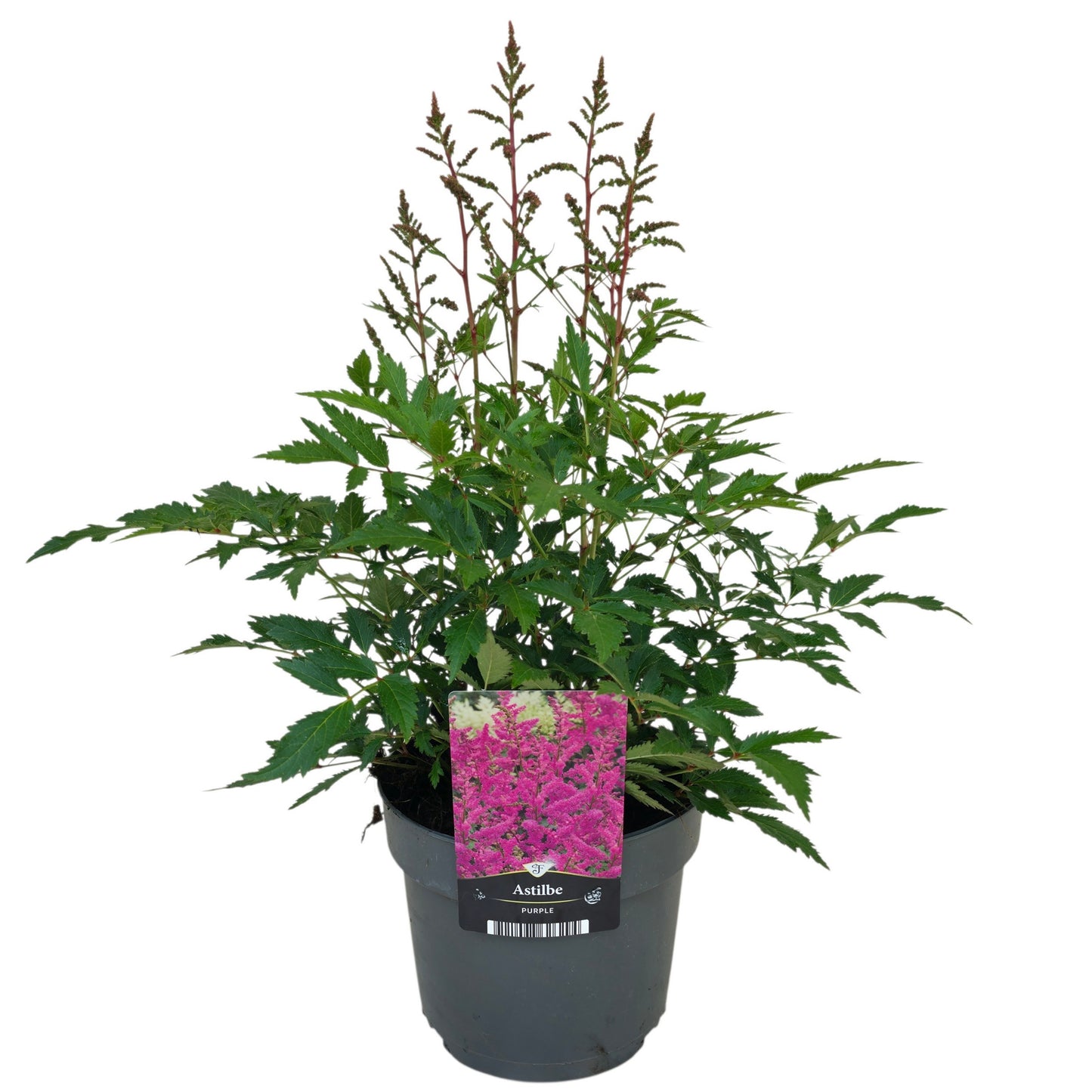 Astilbe Younique Lilac 50cm 17cm Pot