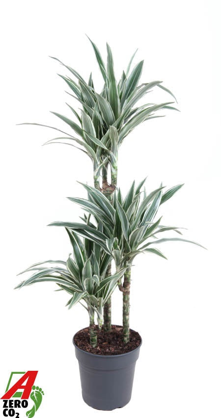 Dracaena fragrans White Stripe 100cm 21cm Pot