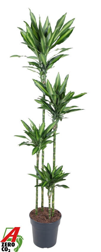 Dracaena fragrans 180cm 27cm Pot