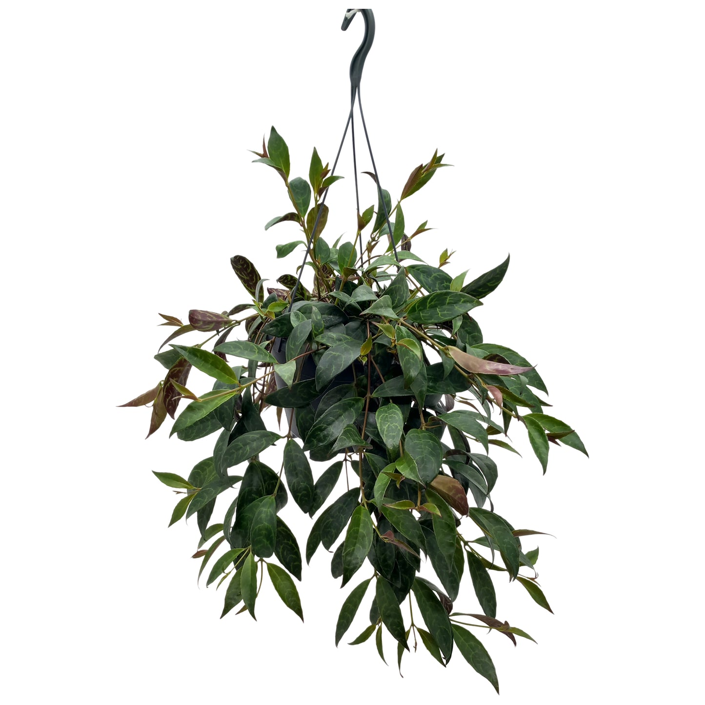 Aeschynanthus marmoratus Hanging Basket 40cm 19cm Pot