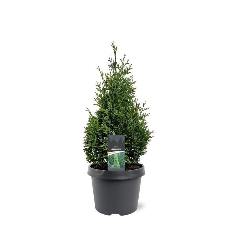 Thuja occidentalis 55cm 19cm Pot