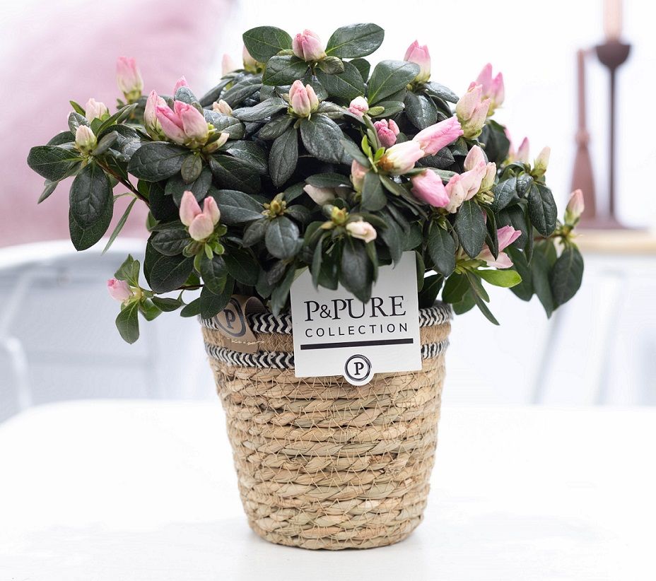 Rhododendron Terra Nova 25cm 12cm Pot