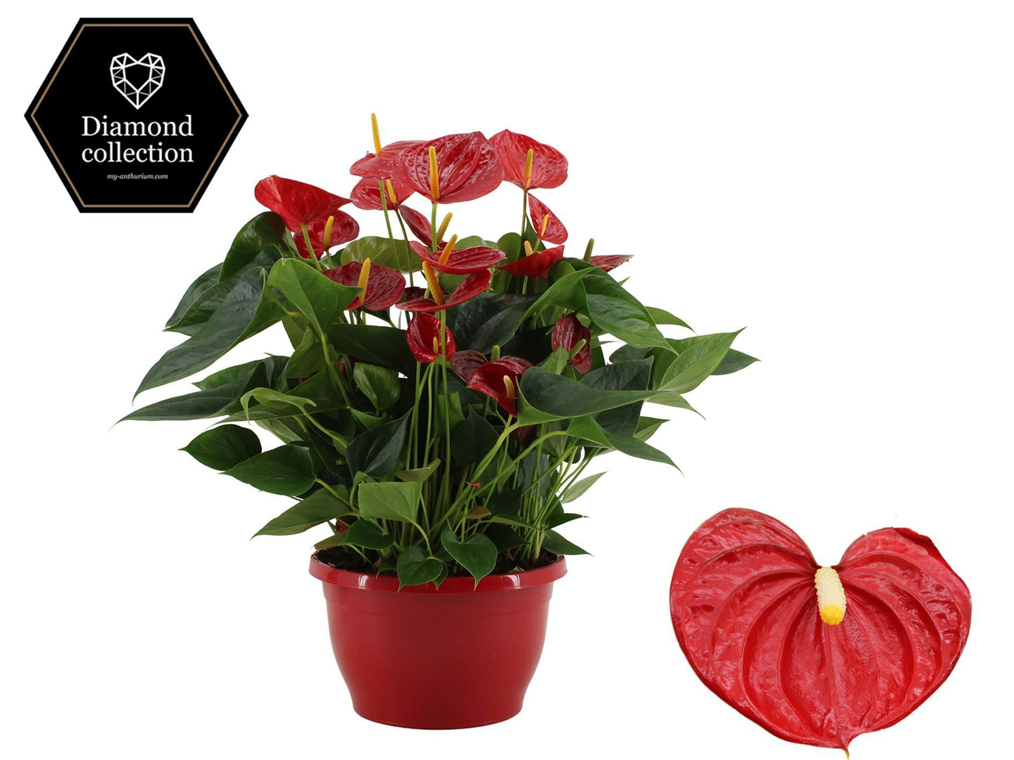 Anthurium Diamond Red 50cm 25cm Pot