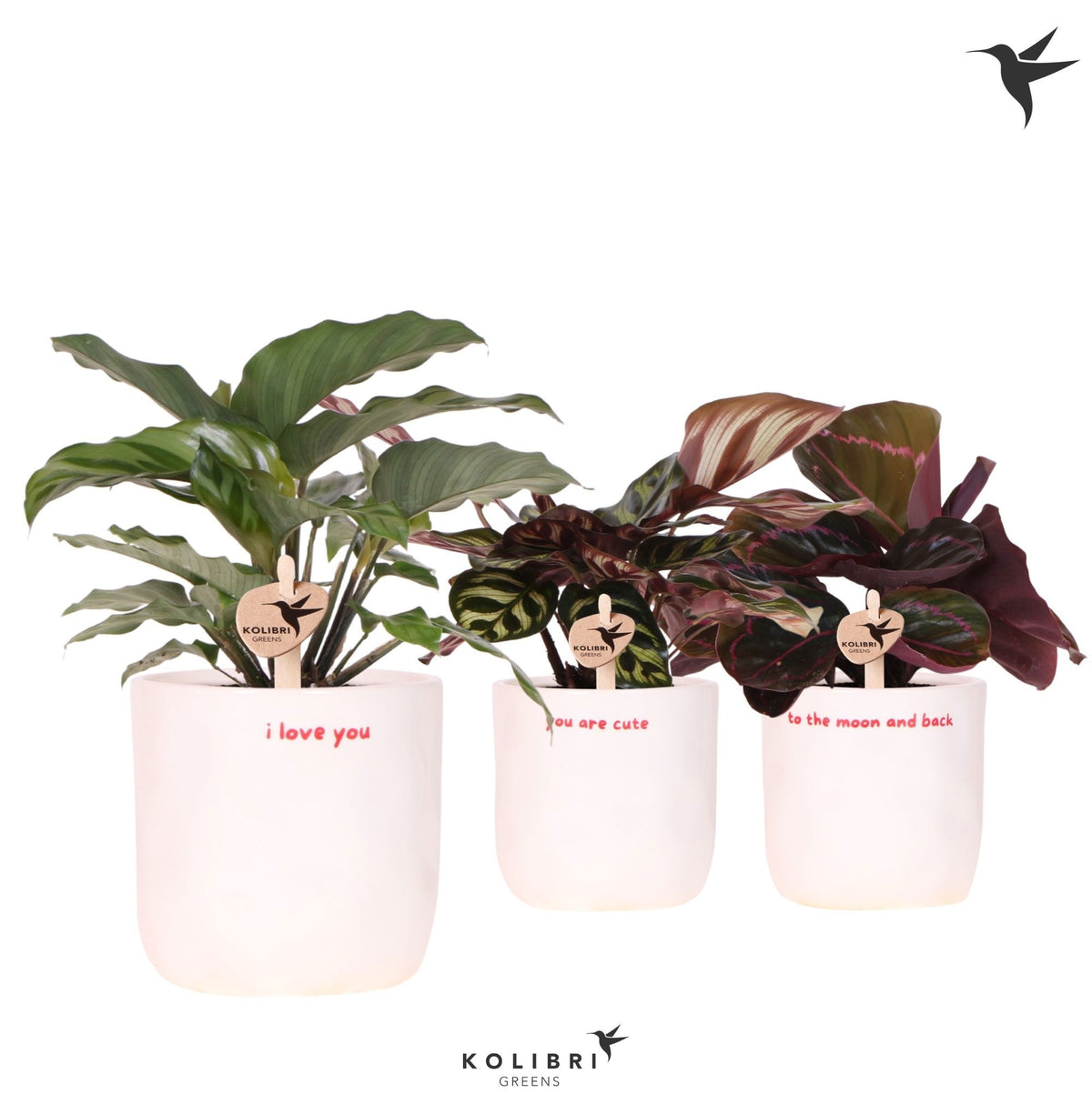 Calathea mix 23cm 9cm Pot