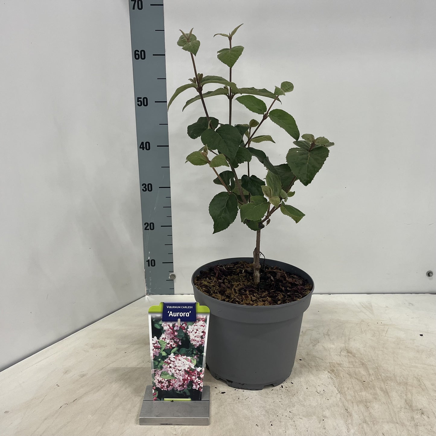 Viburnum car. Aurora 45cm 23cm Pot