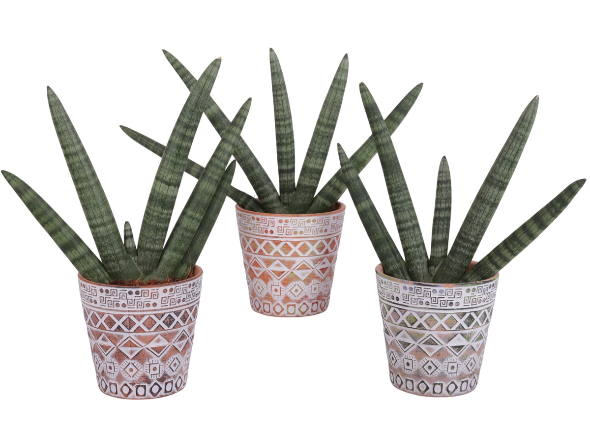 Sansevieria cyl. Handshake 45cm 14cm Pot