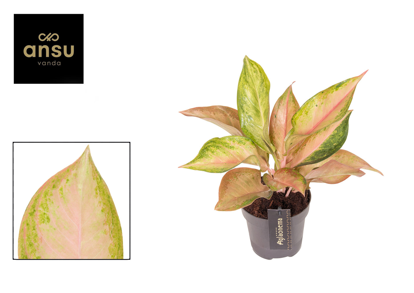 Aglaonema Crimson Love 40cm 12cm Pot