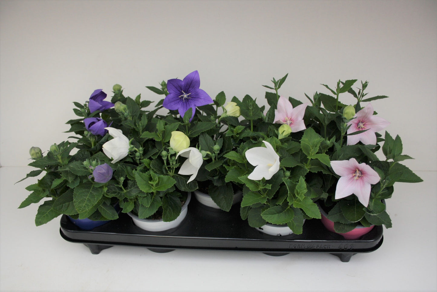 Platycodon graniflorus mix 25cm 12cm Pot