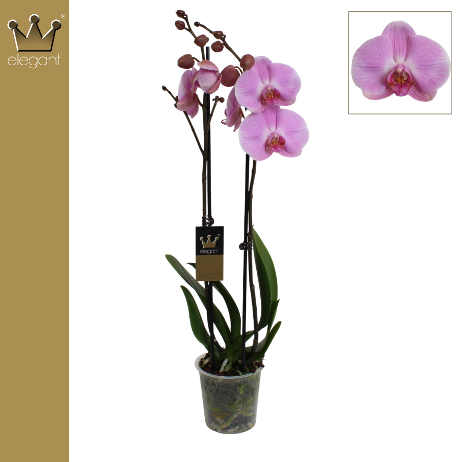 Phalaenopsis Elion 60cm 12cm Pot