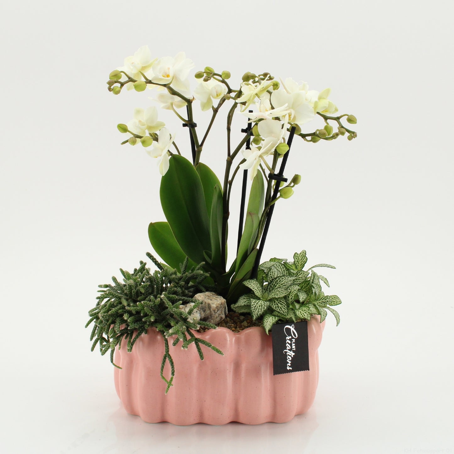PHAL-2640W Phalaenopsis creatie 45cm 23cm Pot