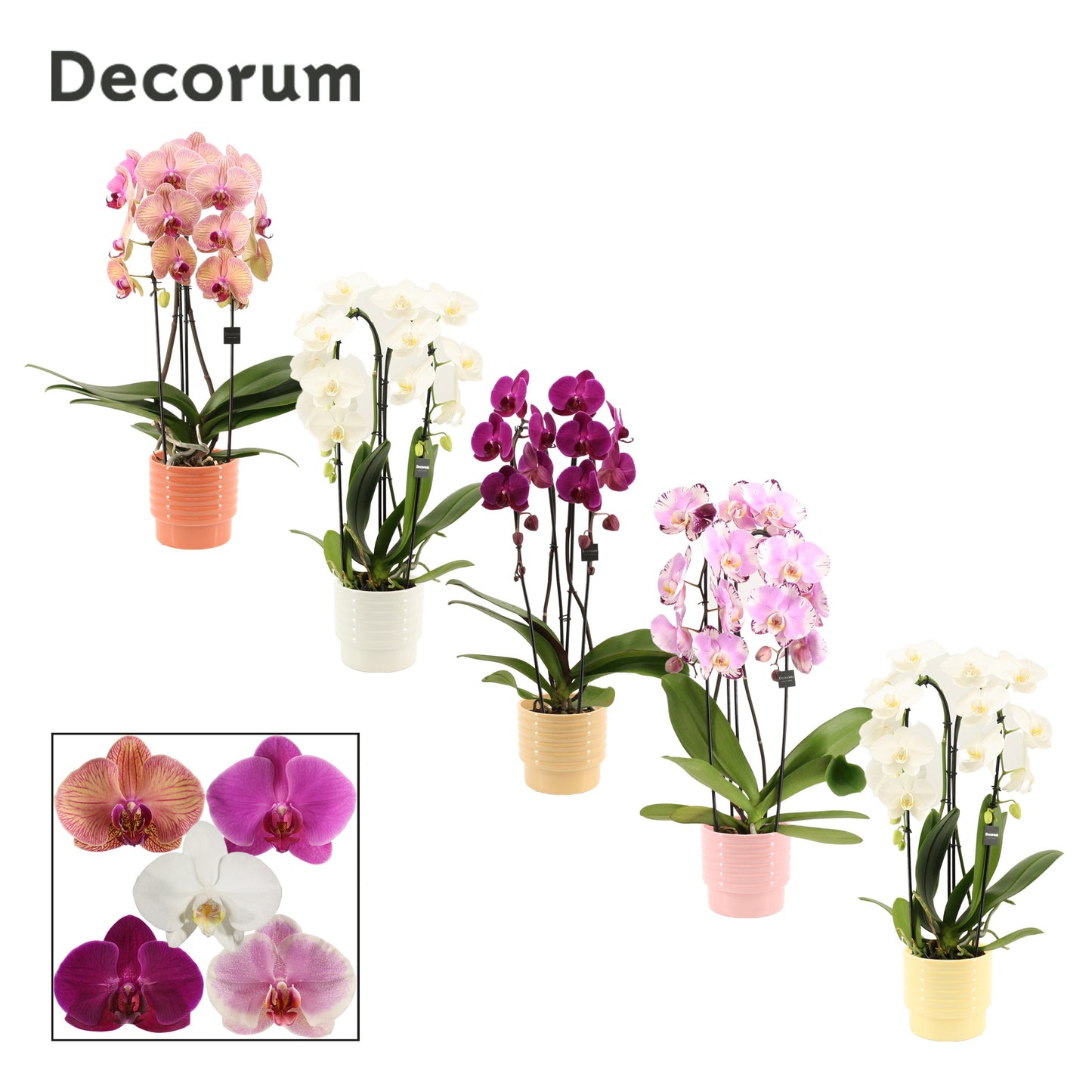 Phalaenopsis mix 55cm 12cm Pot