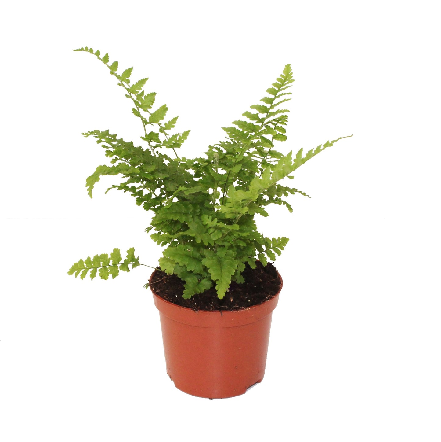 Dryopteris af. Crispa 20cm 8.5cm Pot