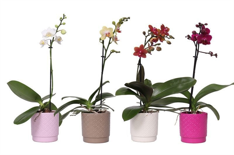Phalaenopsis mix 40cm 9cm Pot