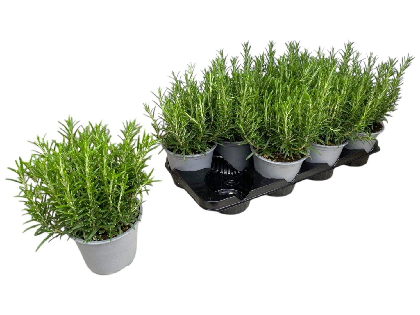 Rosmarinus officinalis (Rosemary) 30cm 14cm Pot