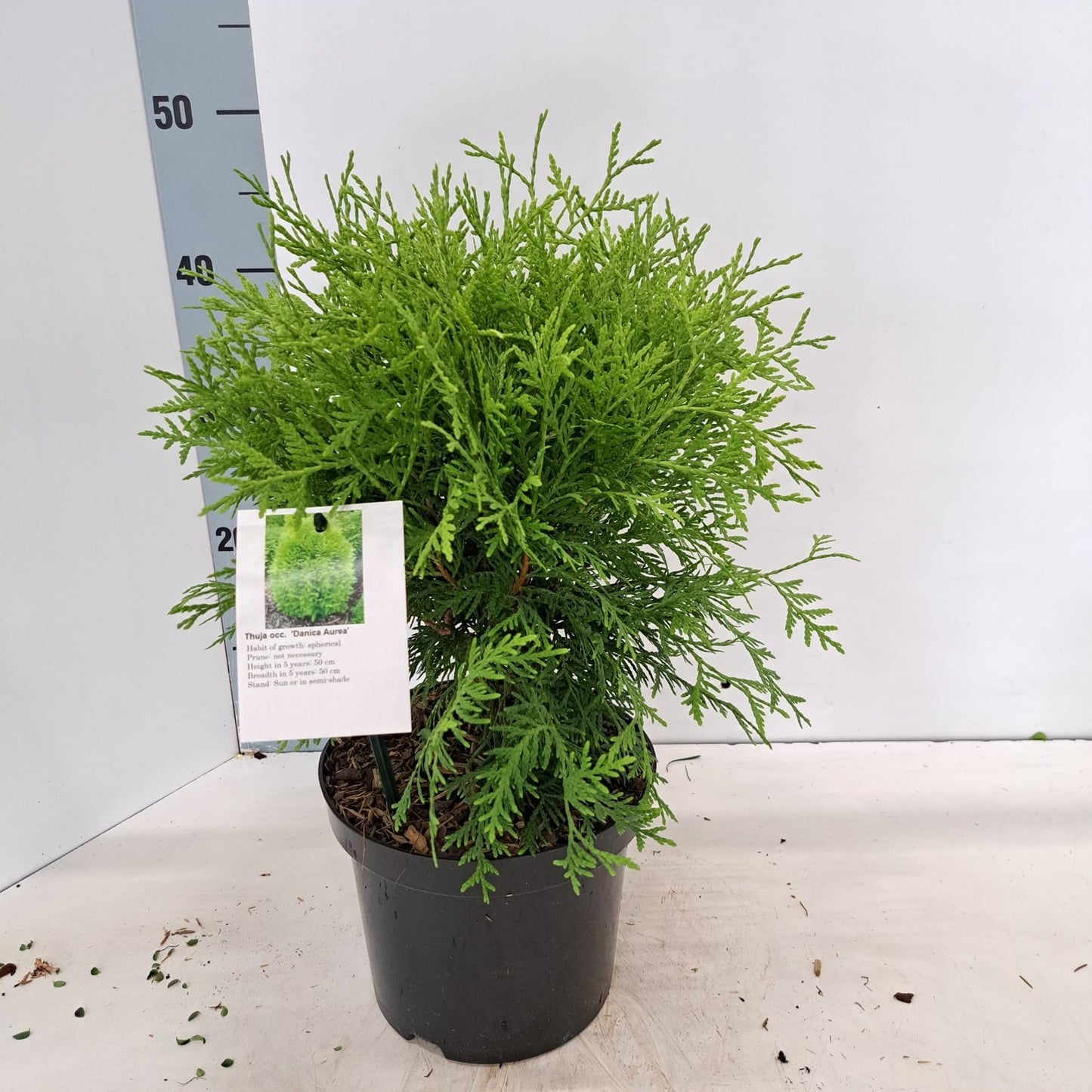 Thuja occidentalis Danica 40cm 19cm Pot
