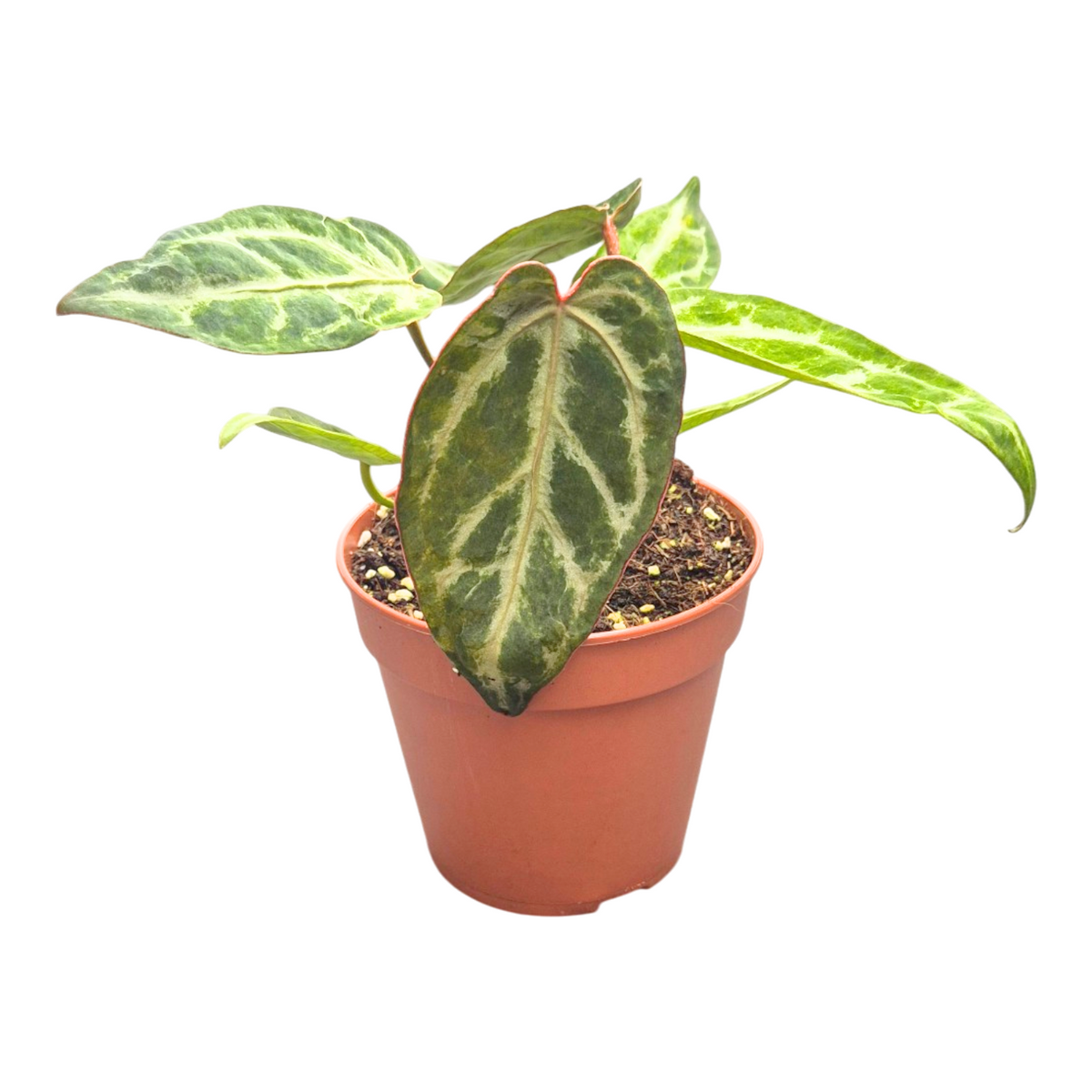 Anthurium andraeanum 20cm 12cm Pot