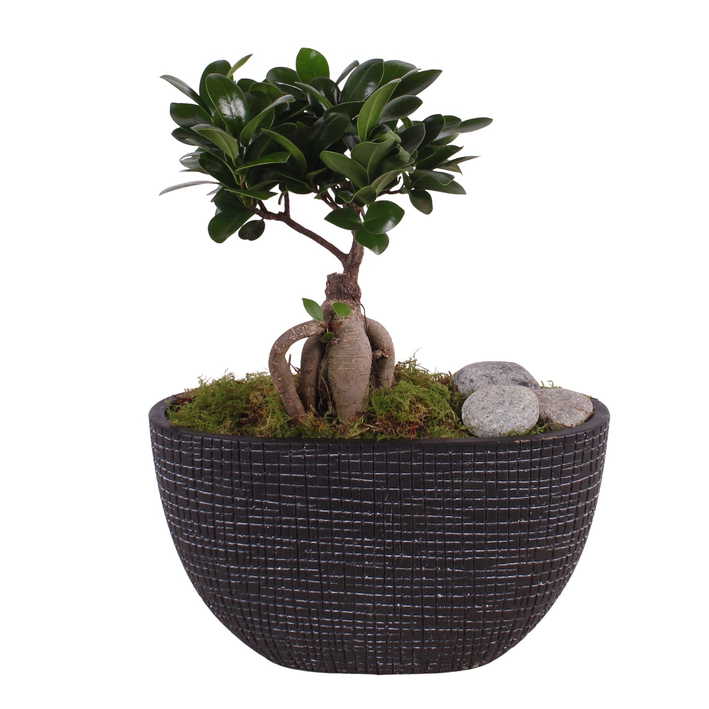 Ficus Ginseng 35cm 26cm Pot