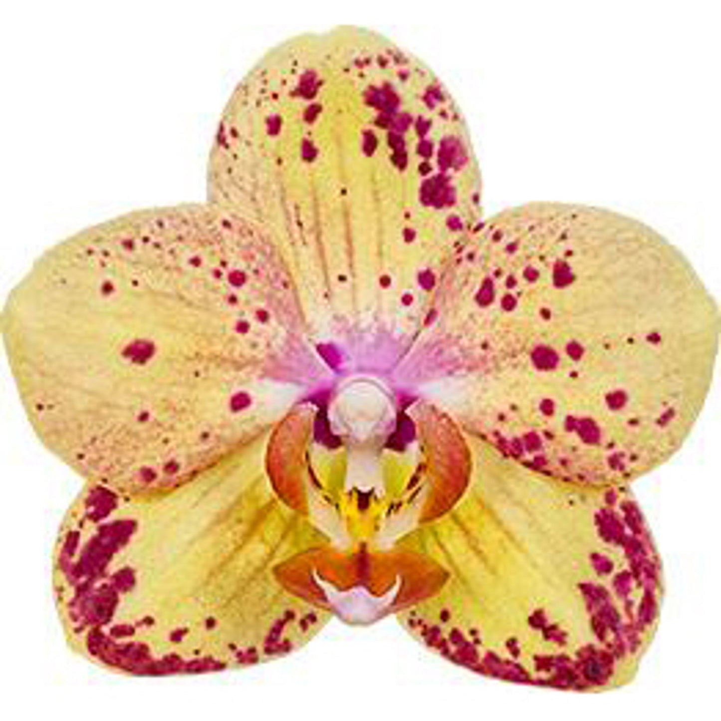 Phalaenopsis mf. Strawberry Cake 45cm 12cm Pot