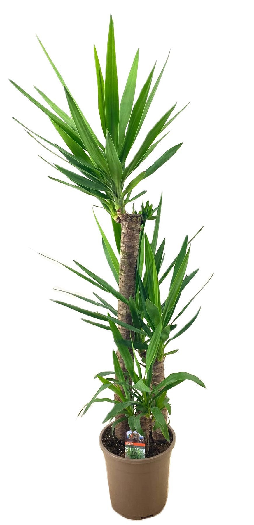 Yucca elephantipes 180cm 24cm Pot