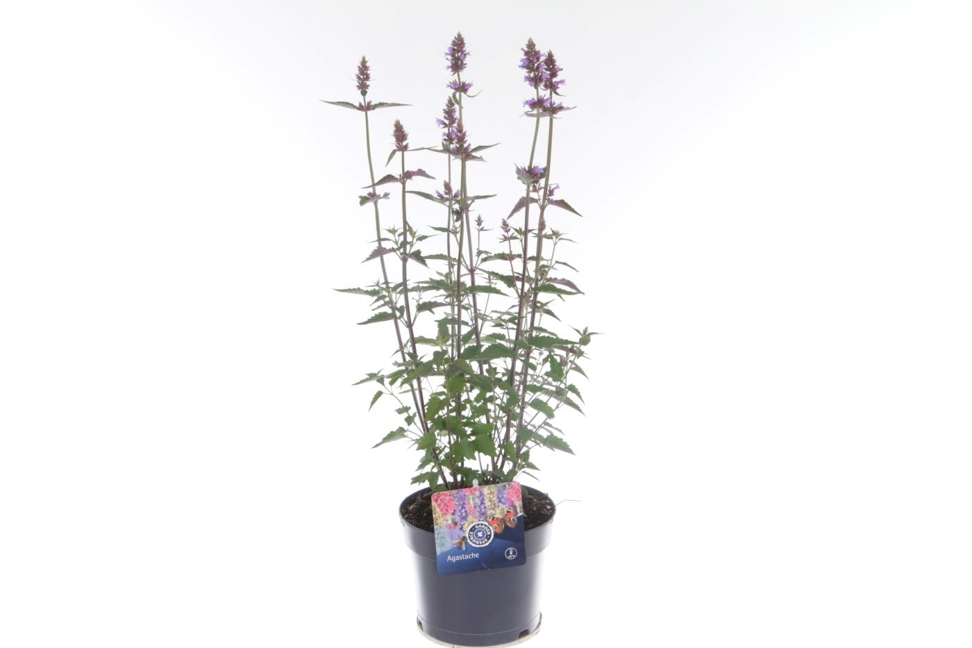 Agastache Blue Fortune 65cm 17cm Pot