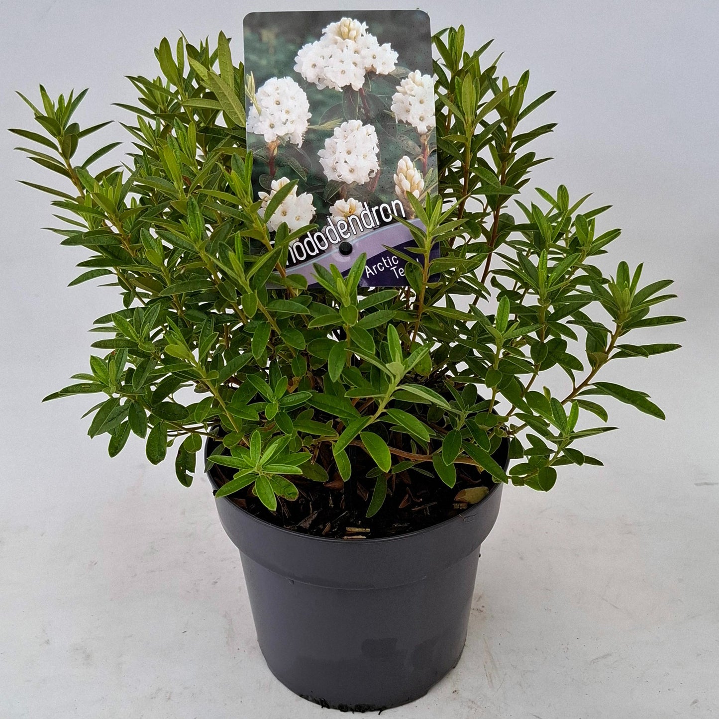 Rhododendron Arctic Tern 20cm 17cm Pot
