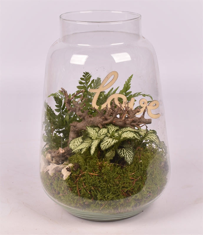 Indoor green arrangement 16cm Pot