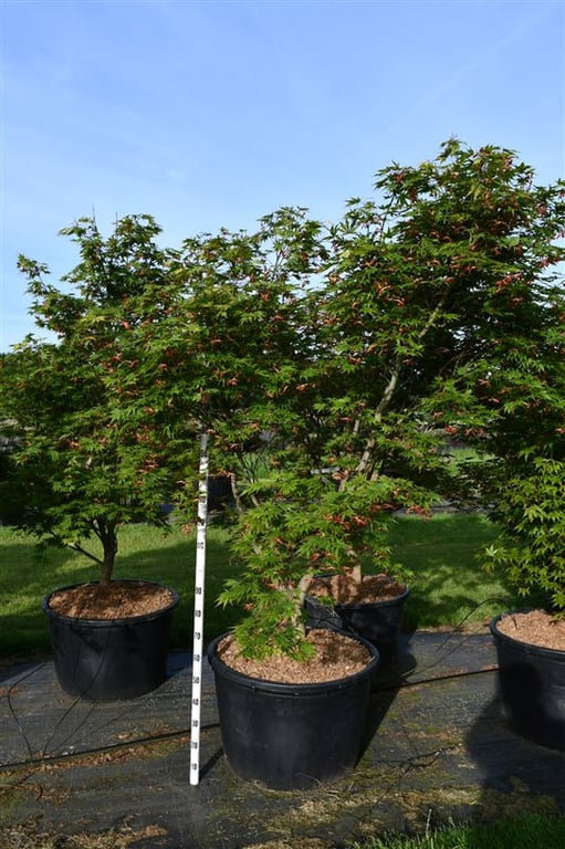 Acer palmatum 270cm 80cm Pot