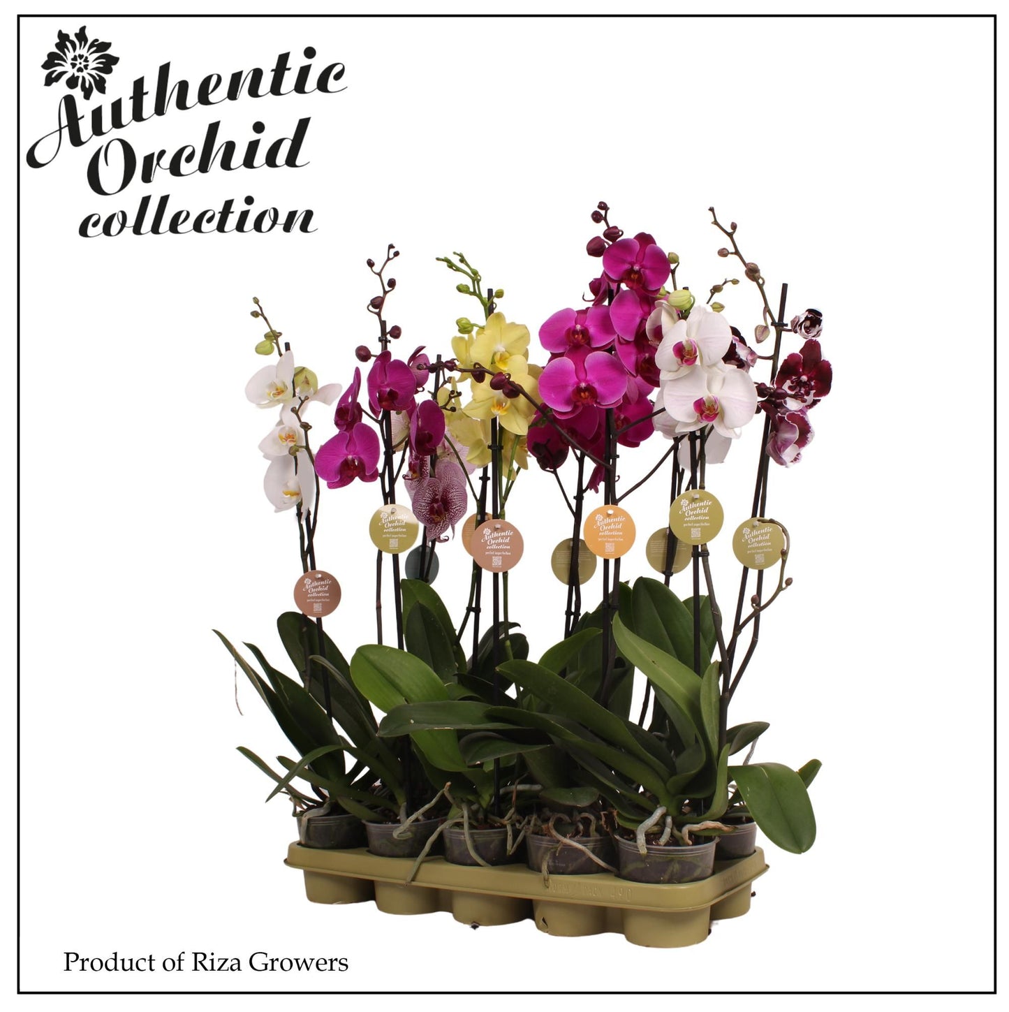 Phalaenopsis mf. mix Authentic 70cm 12cm Pot
