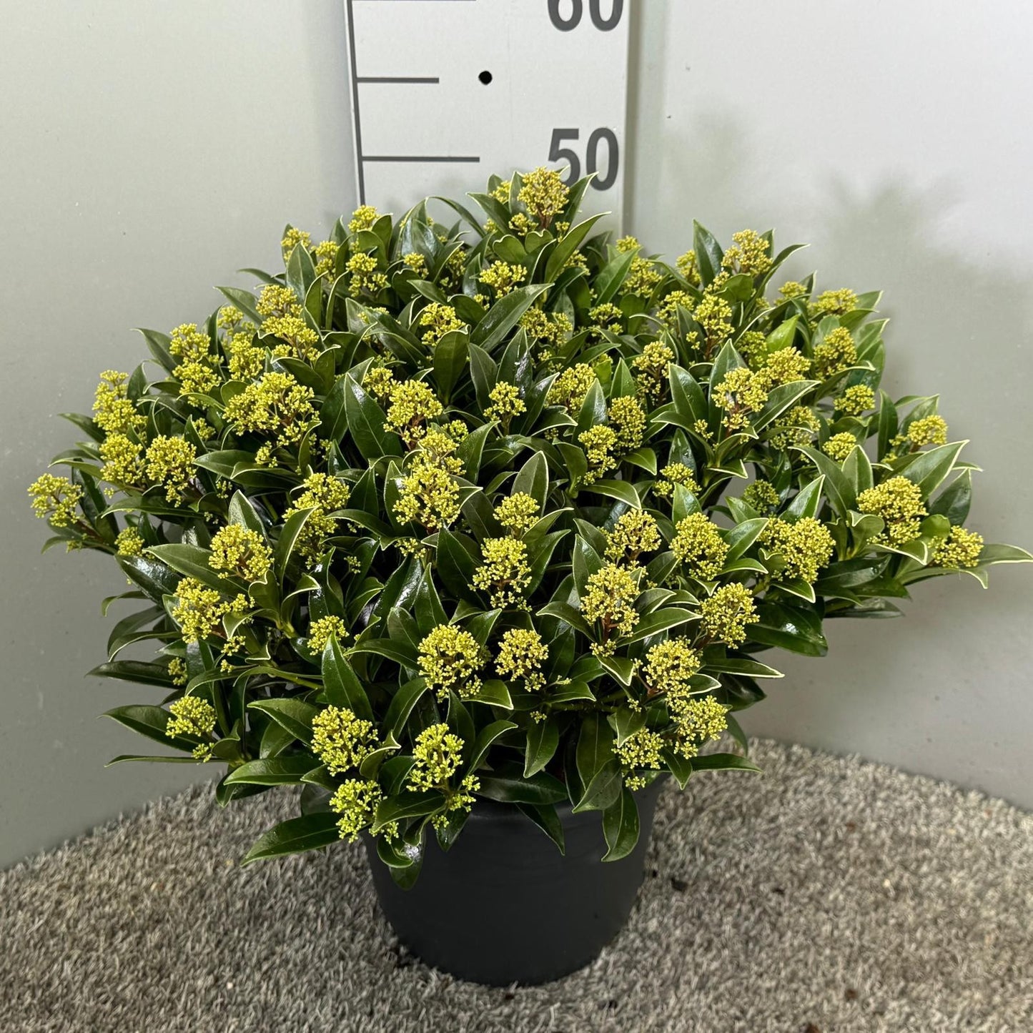 Skimmia japonica Godrie's Dwarf 50cm 27cm Pot