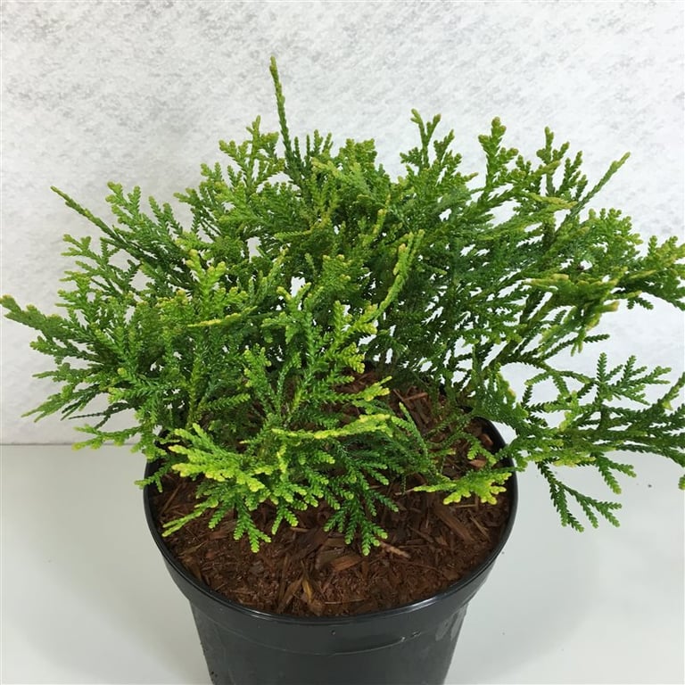 Thujopsis dol. Nana 20cm 19cm Pot