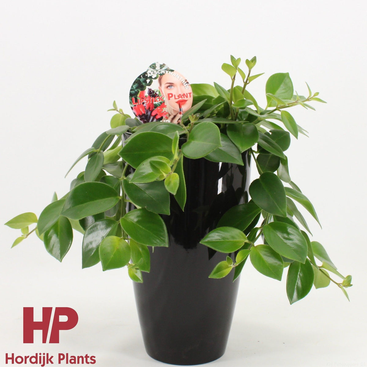 Aeschynanthus Mona Lisa 40cm 15cm Pot