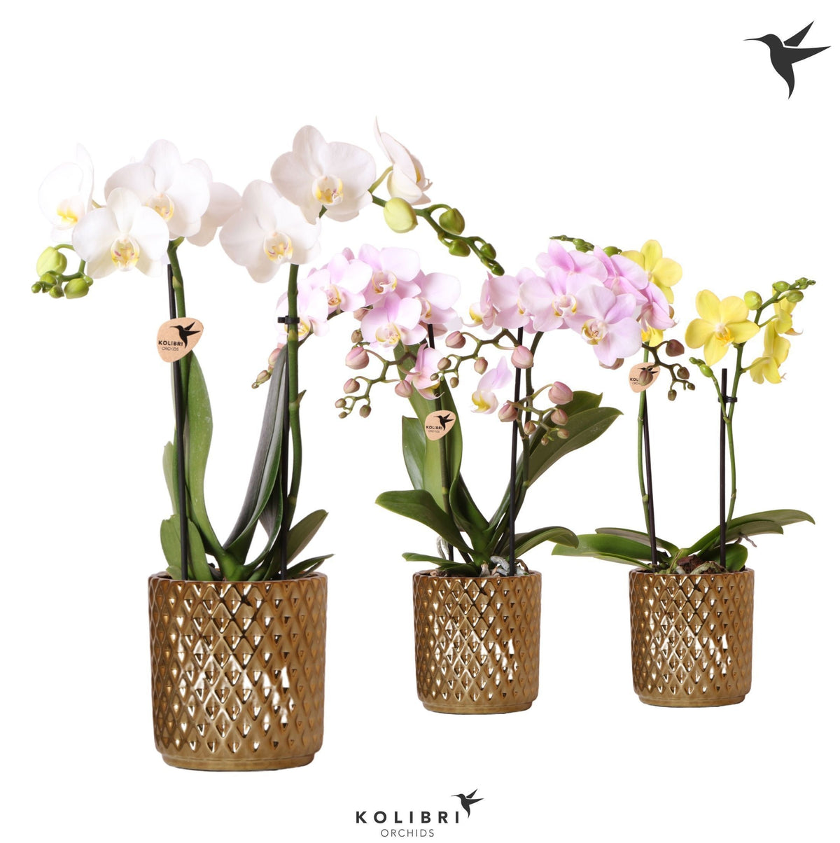 Phalaenopsis mix 40cm 9cm Pot