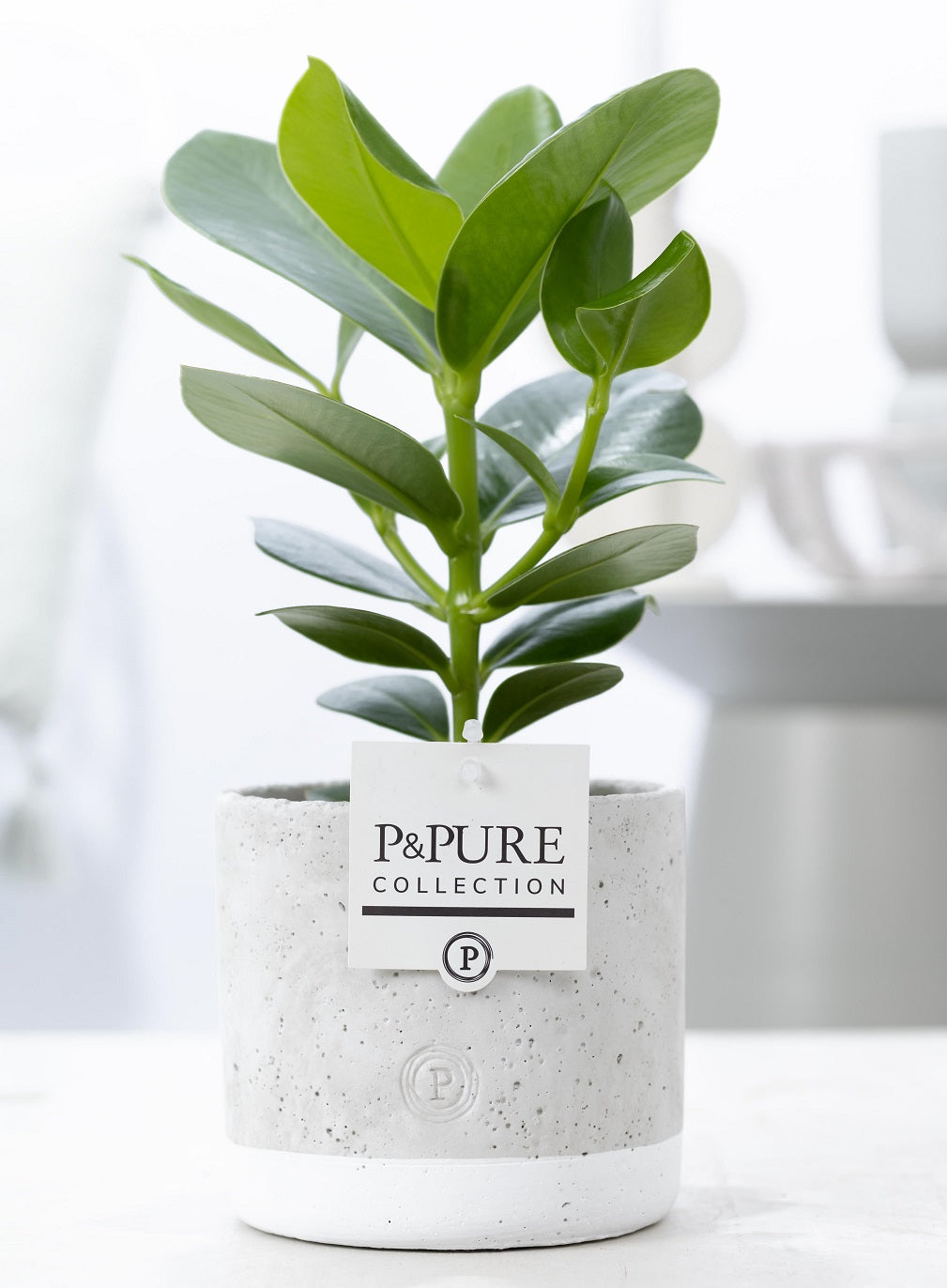 Clusia Princess 30cm 12cm Pot