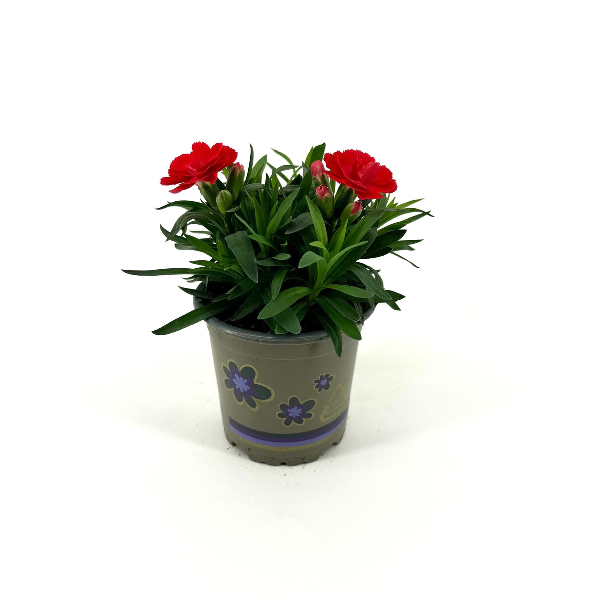 Dianthus Oscar salmon 22cm 11cm Pot