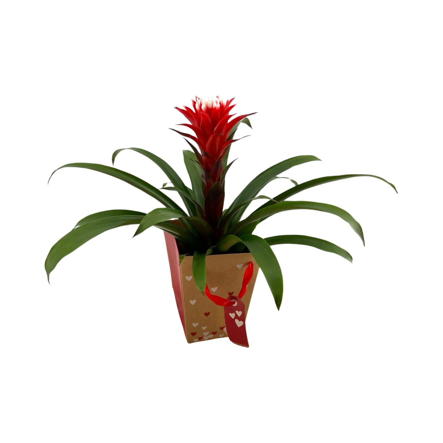 Guzmania Hope 40cm 13cm Pot