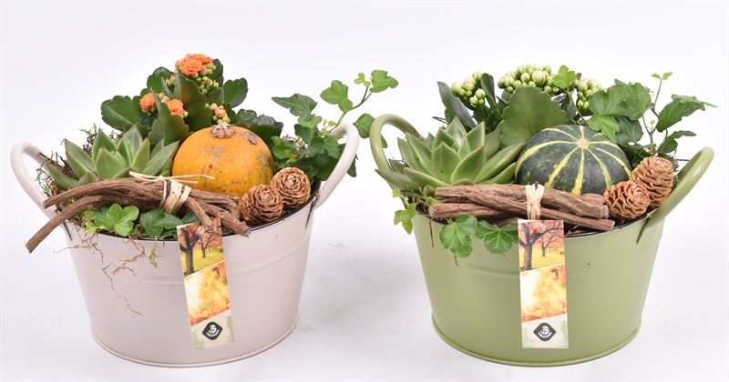 arr. Sierfruit 19cm Pot