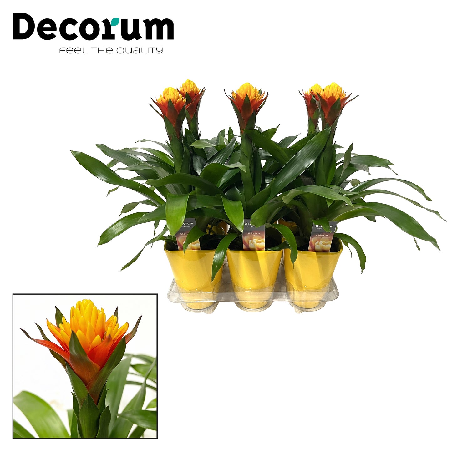 Guzmania Yeltix 50cm 14cm Pot