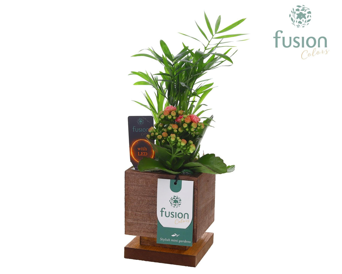 The Green Lighting Garden LED Small met Arrangement 2pp 29cm 10cm Pot