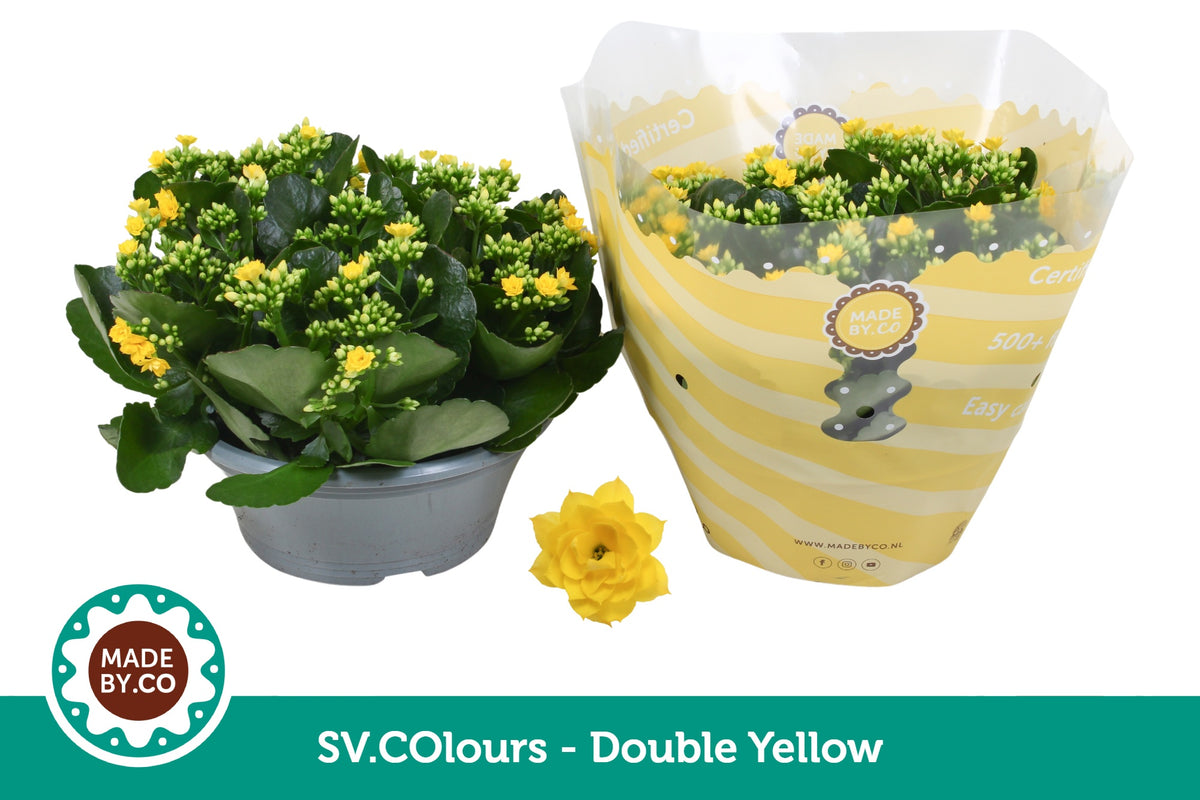 Kalanchoe yellow 27cm 23cm Pot