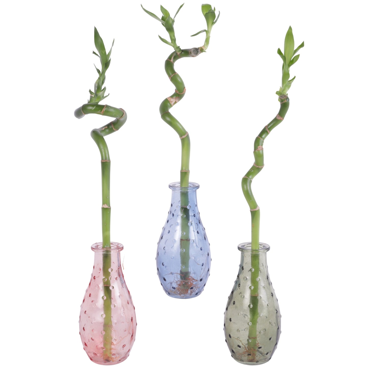Drac. Lucky Bamboo 30cm 7cm Pot
