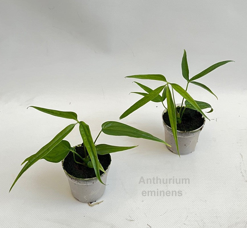 Plants 13cm 7cm Pot
